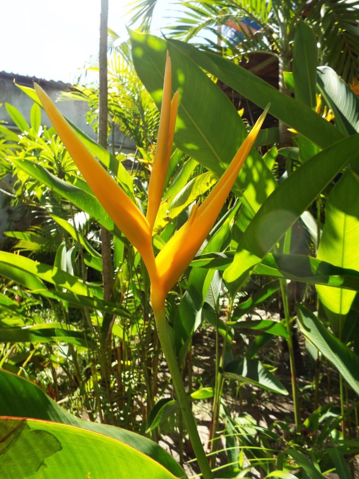 Velha Boipeba Jardim Uixa 빌라 외부 사진